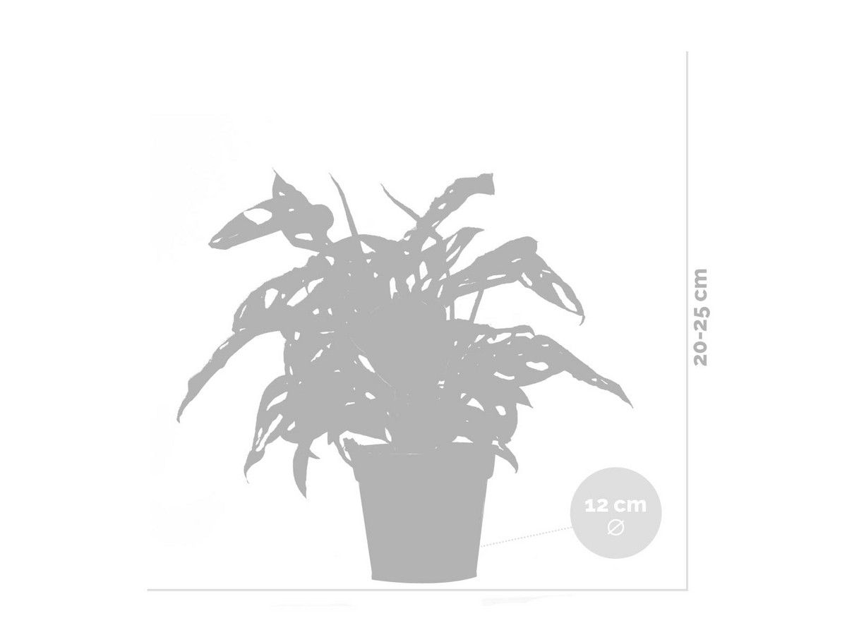 2x-monstera-monkey-leaf-20-25-cm