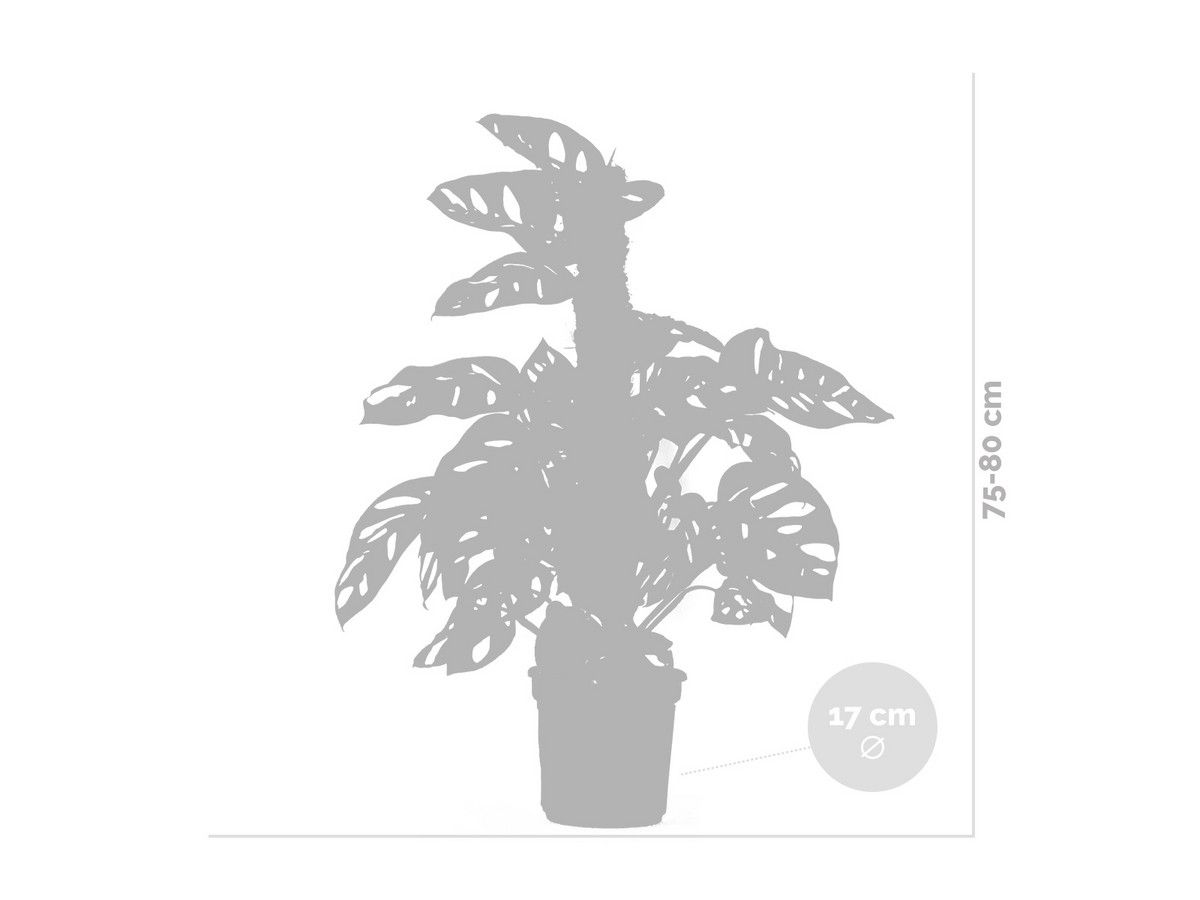 monstera-monkey-leaf-mosstok-50-60-cm