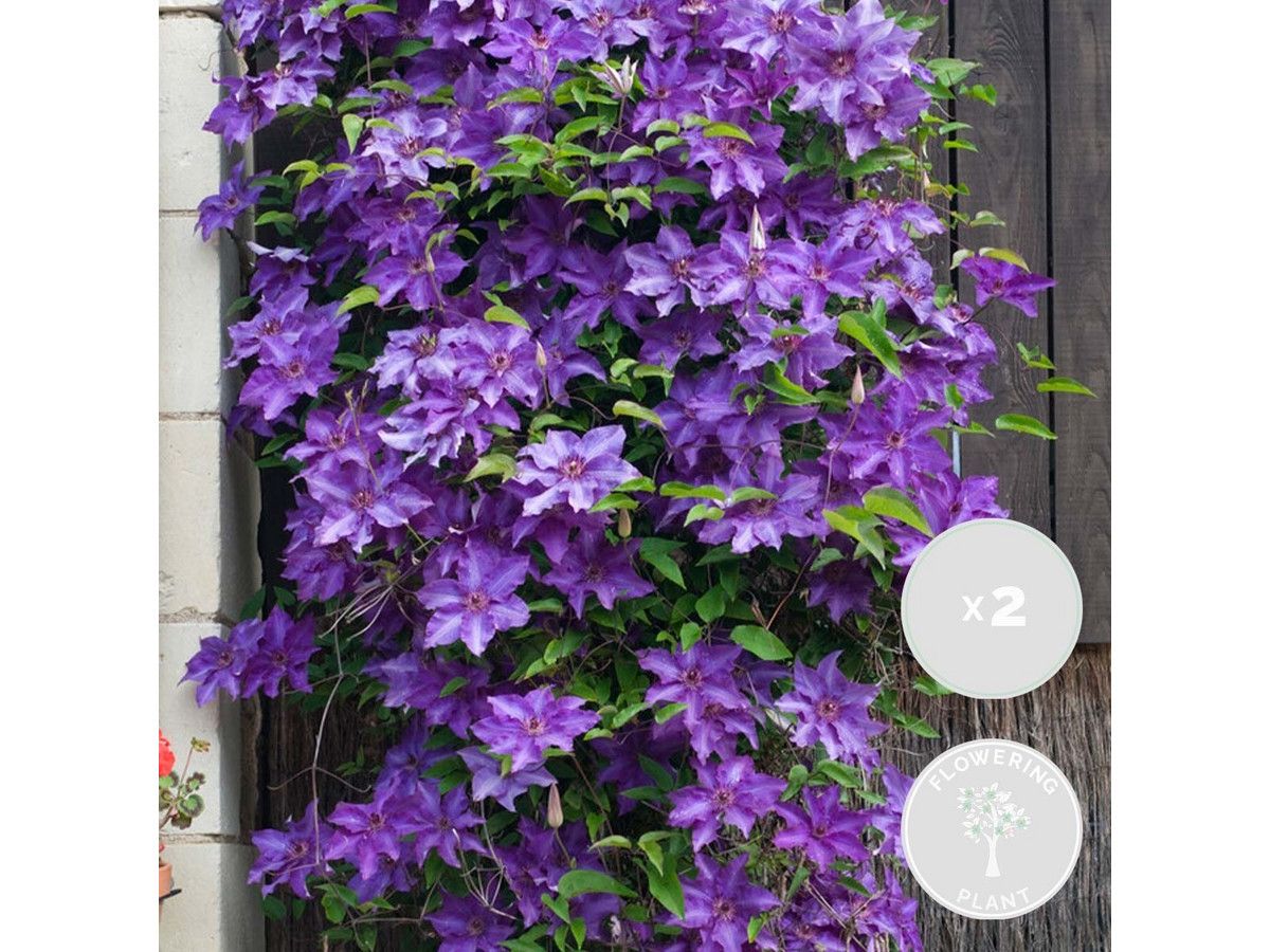 2x-clematis-the-president-6070-cm