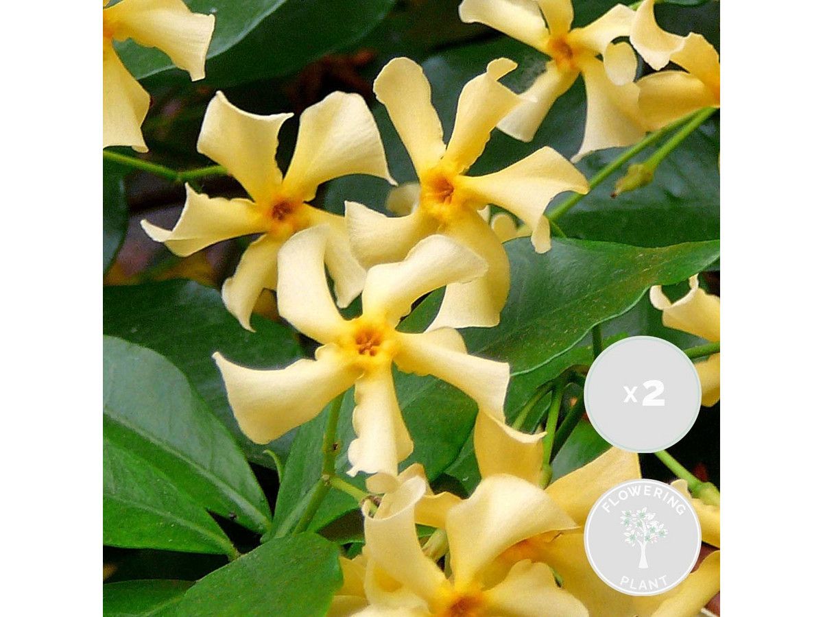 2x-gele-toscaanse-jasmijn-60-70-cm