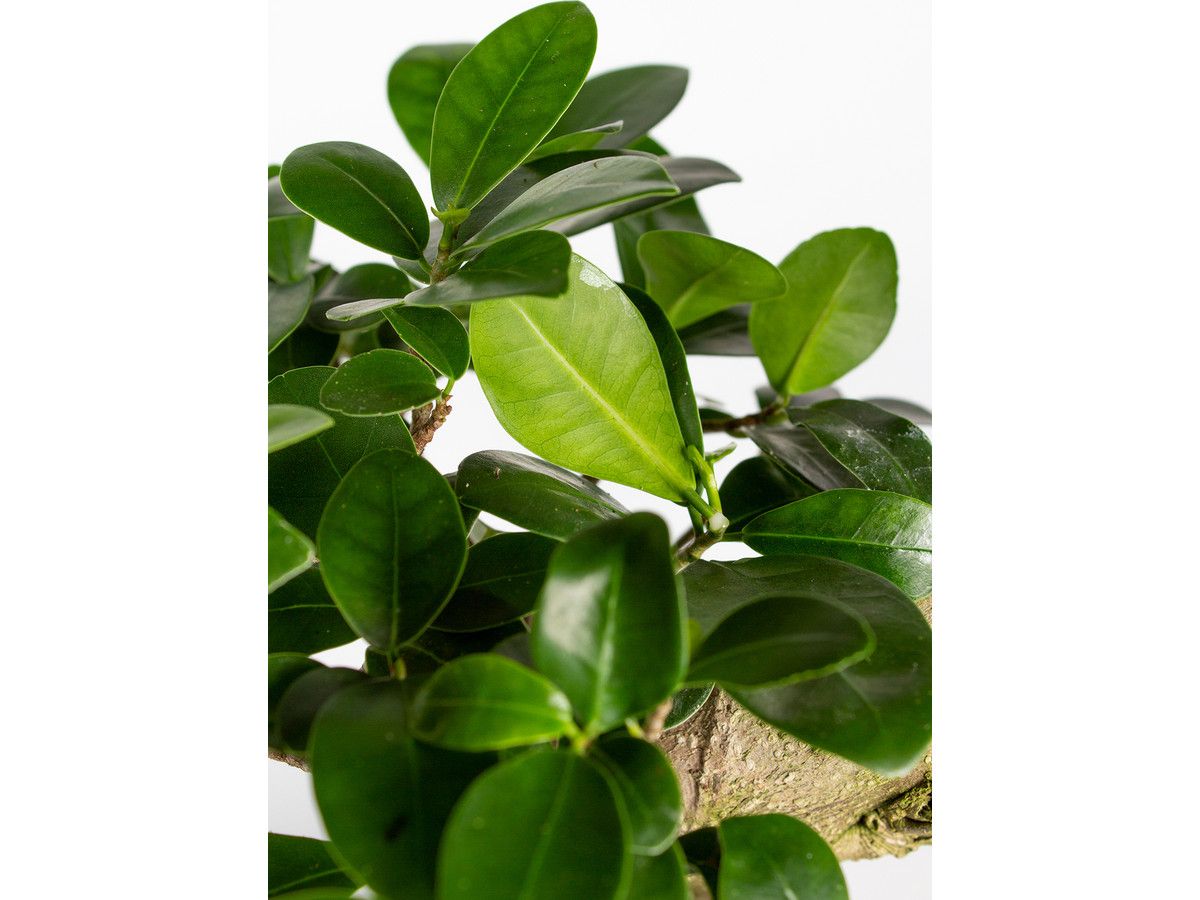 ficus-ginseng-bonsai-60-70-cm