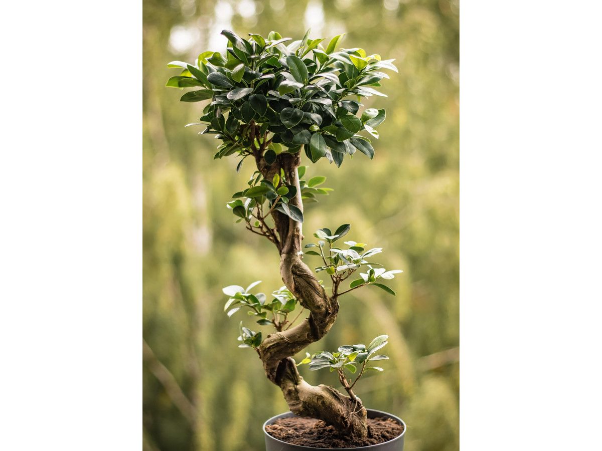ficus-ginseng-bonsai-6070-cm