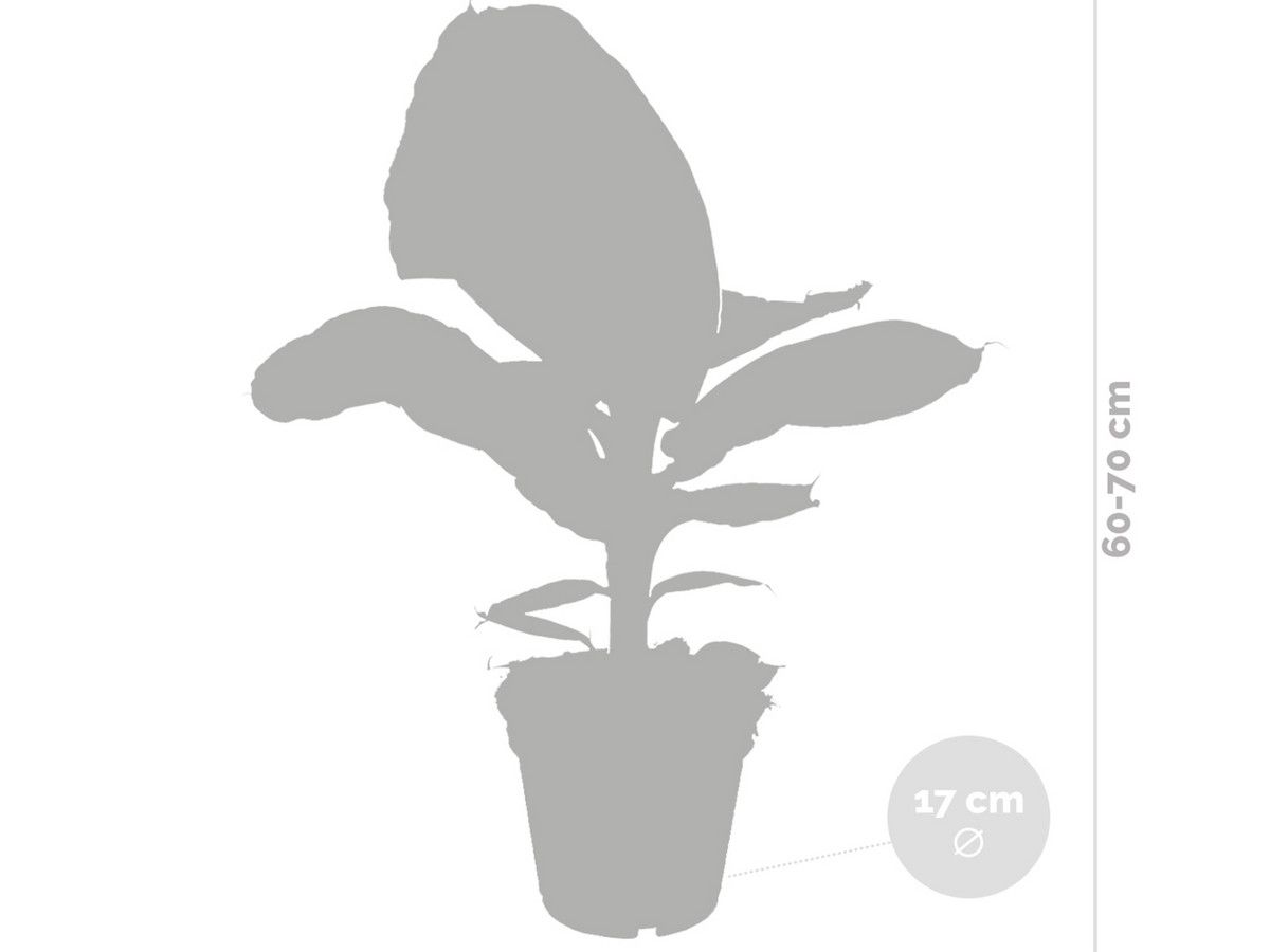 2x-musa-tropicana-bananenpflanze-6080-cm