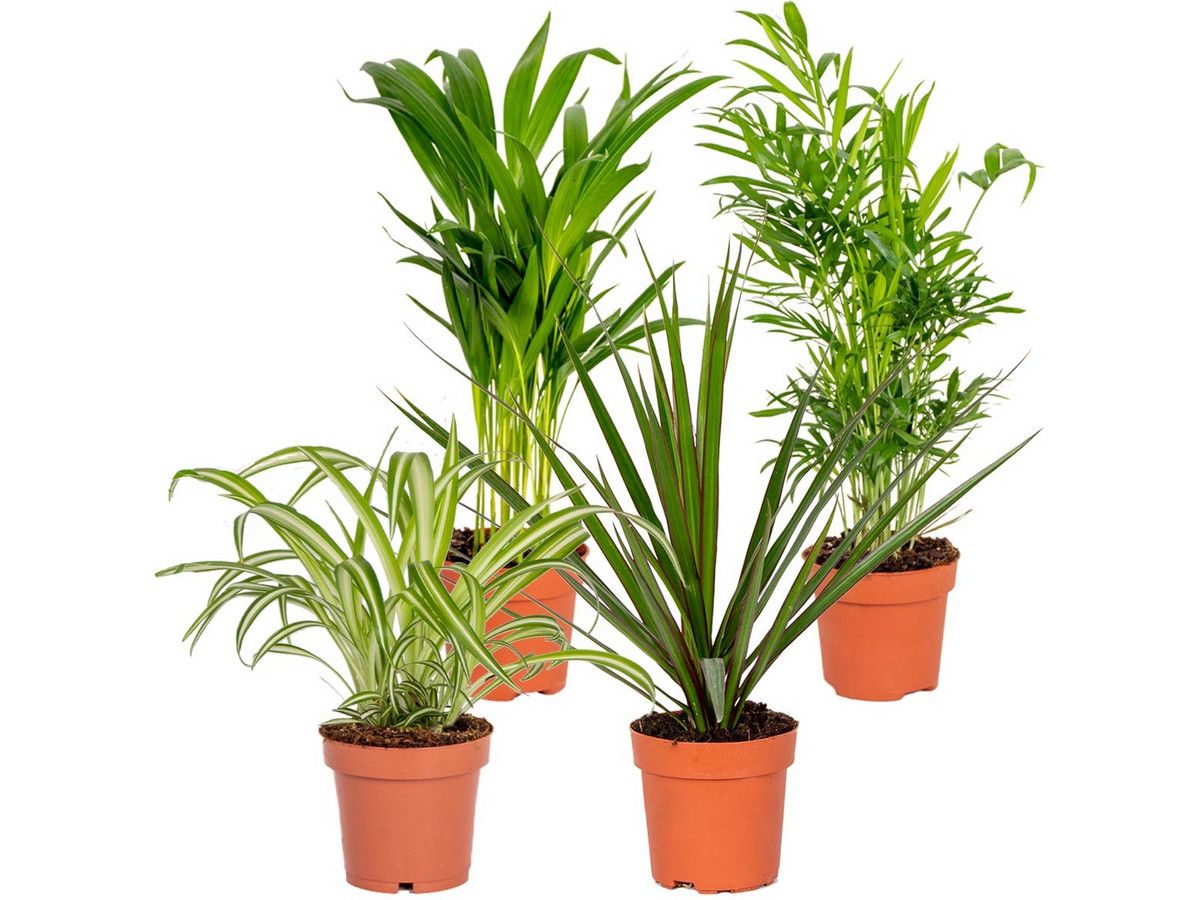 4-luftreinigende-zimmerpflanzen-2040-cm