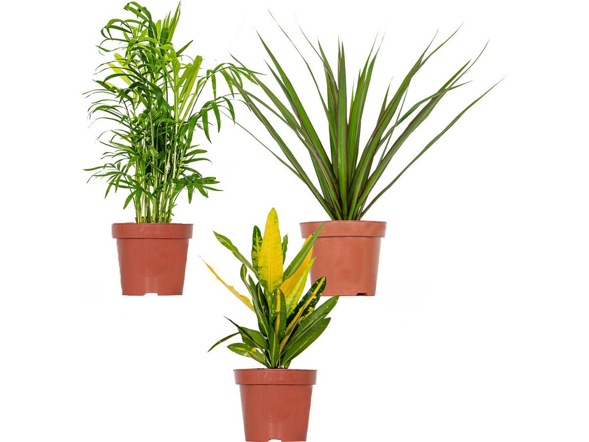 3-tropische-pflanzen-mix-set-2040-cm