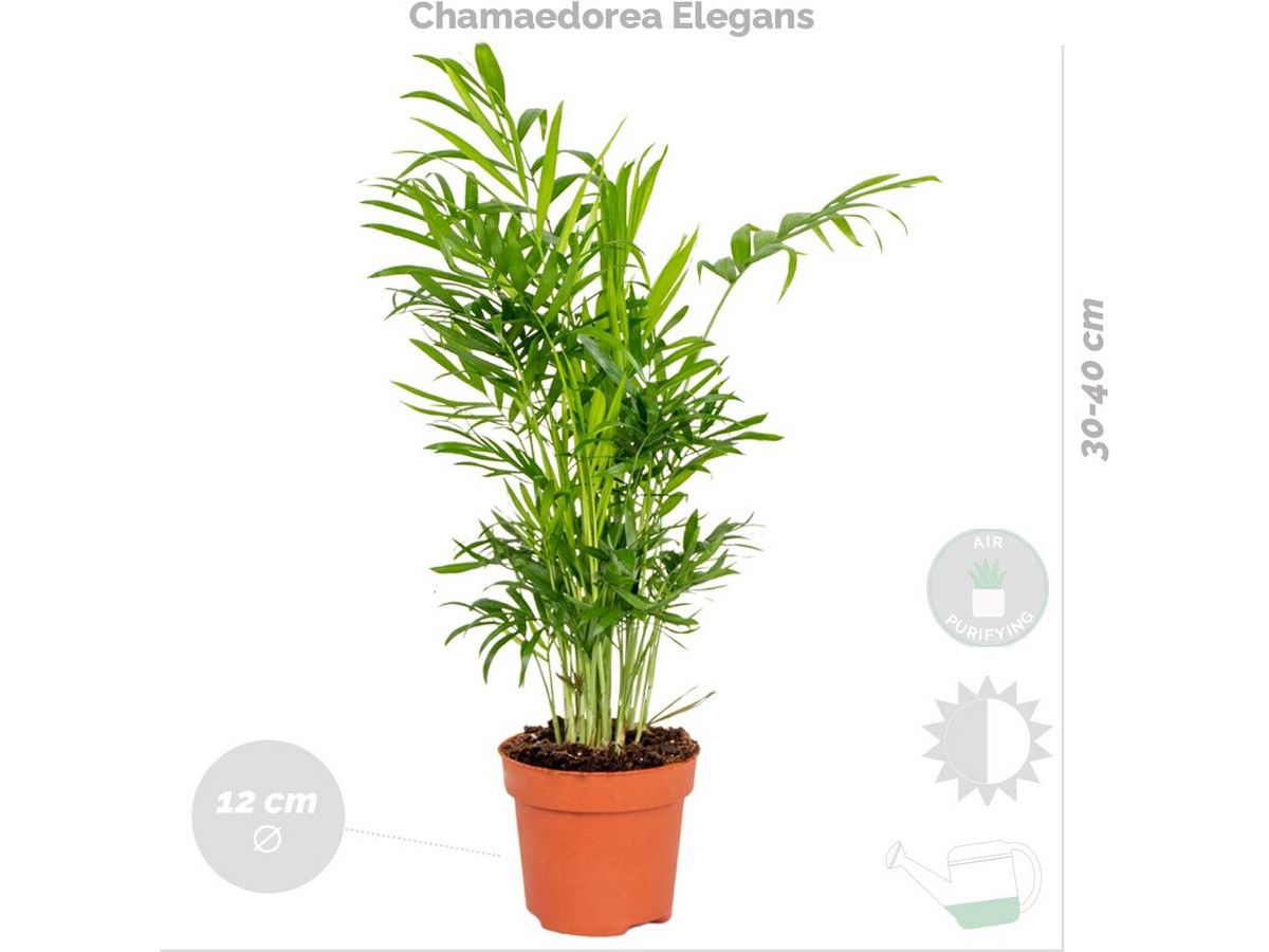 4x-luftreinigende-zimmerpflanze-2040-cm