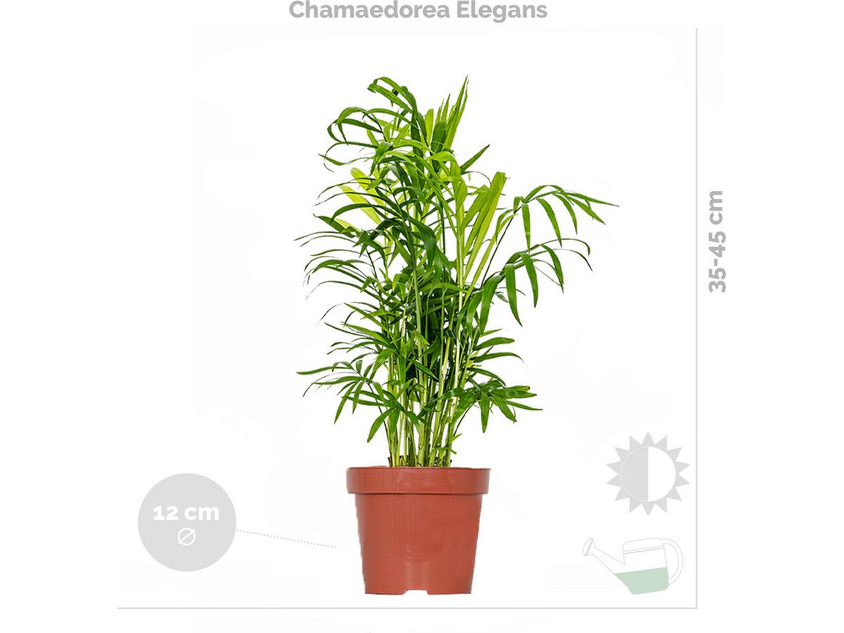 3x-herbie-tropische-zimmerpflanzenmischung