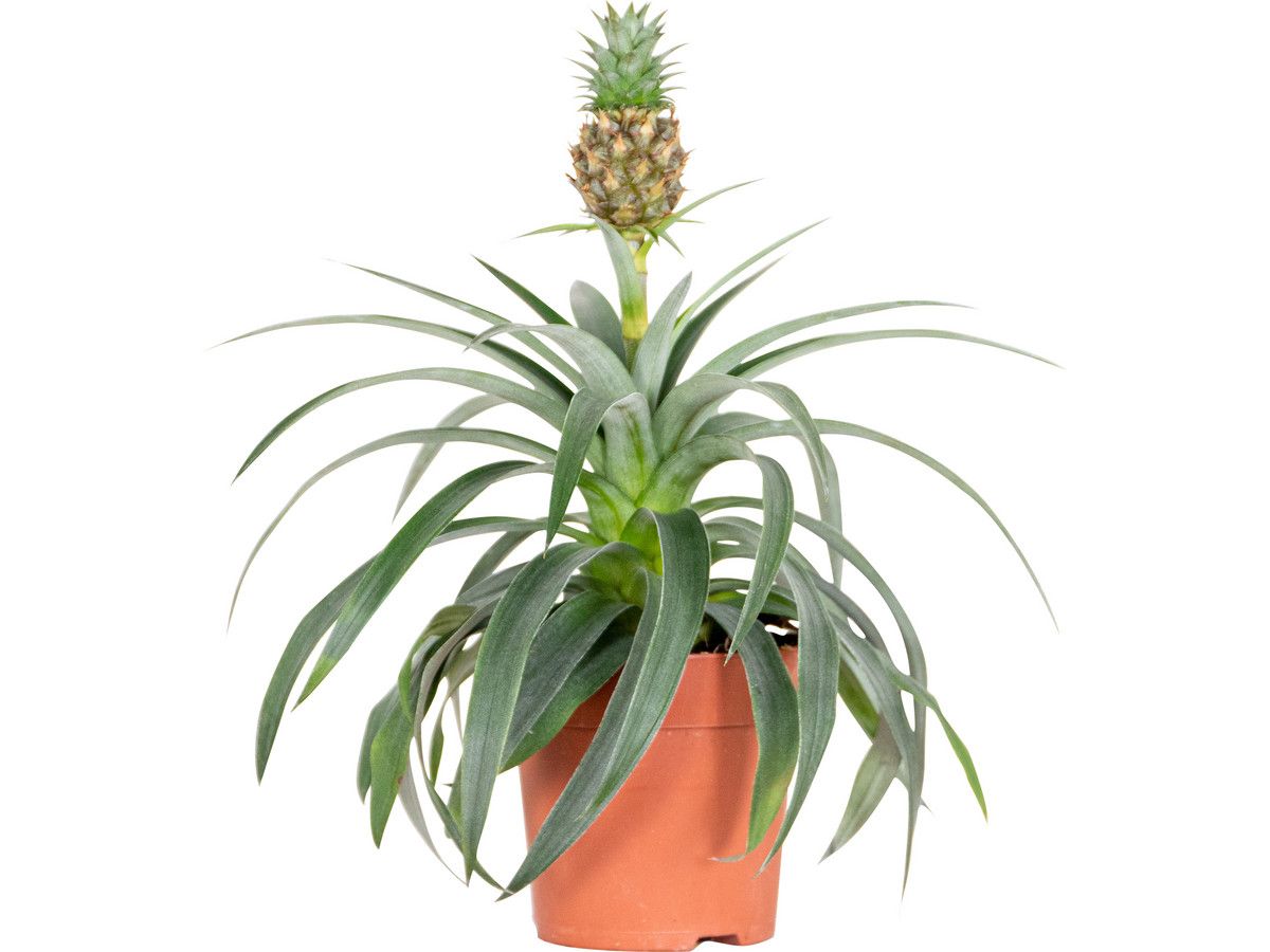 ananasplant-anti-snurk