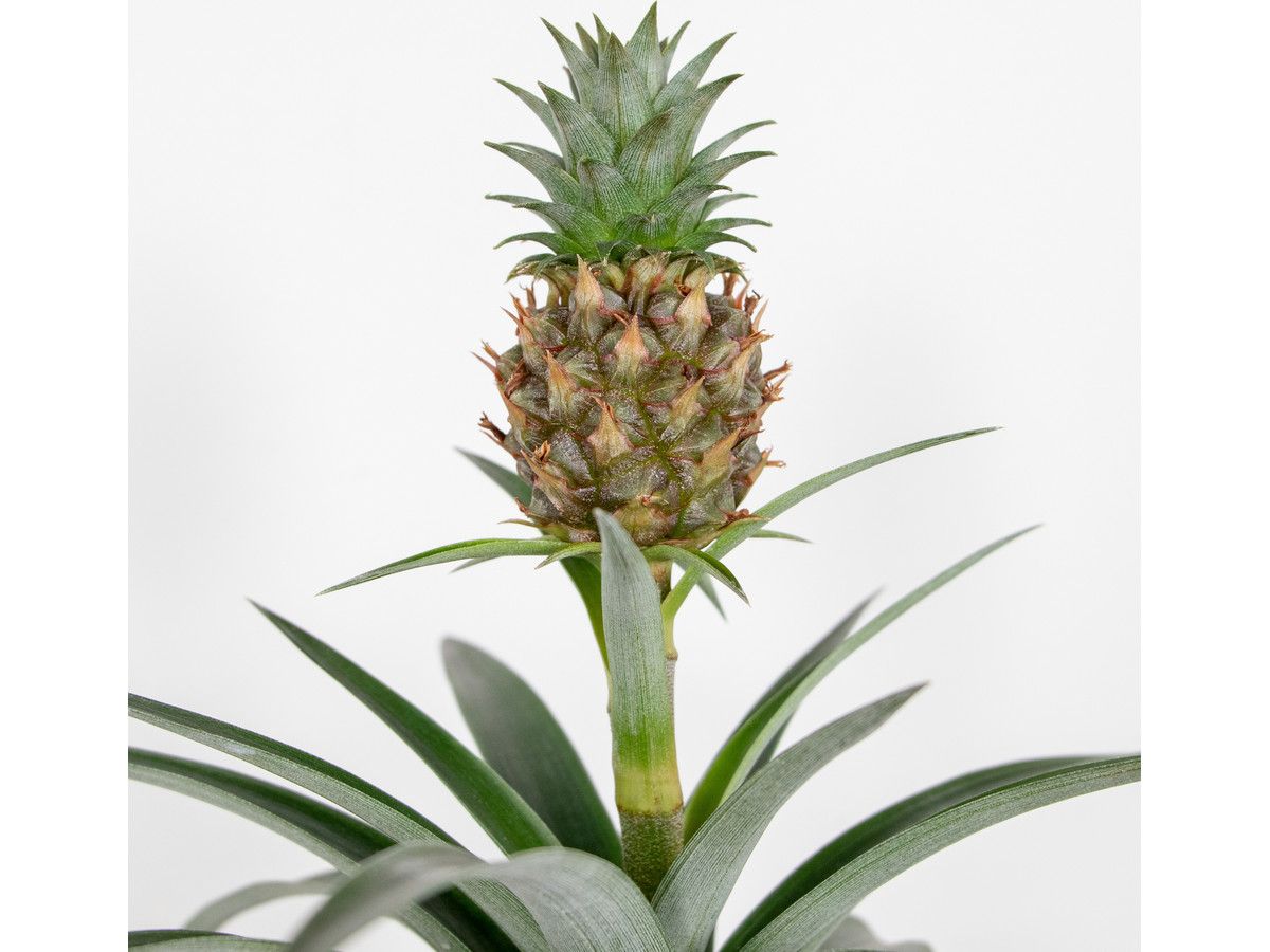 herbie-ananaspflanze-anti-schnarch-pflanze