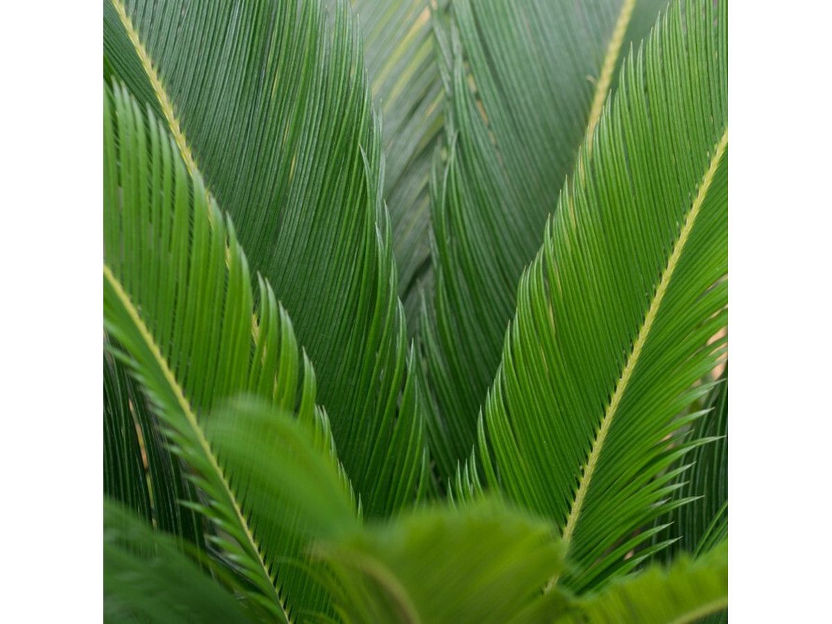 2x-palmfarn-3040-cm