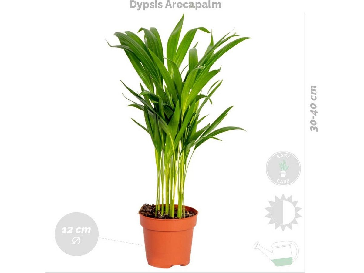 4x-luftreinigende-zimmerpflanze-2040-cm
