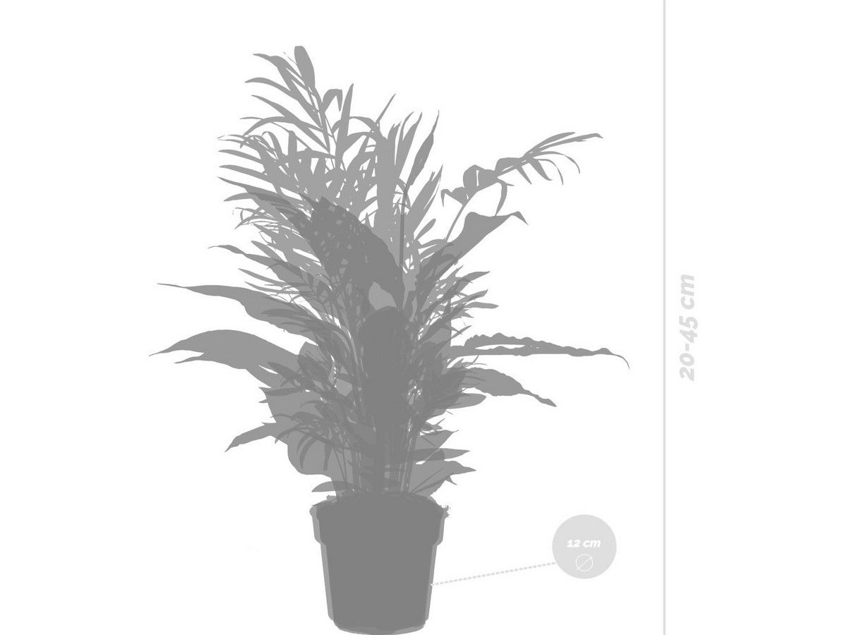 3x-schlafzimmer-pflanzen-2045-cm