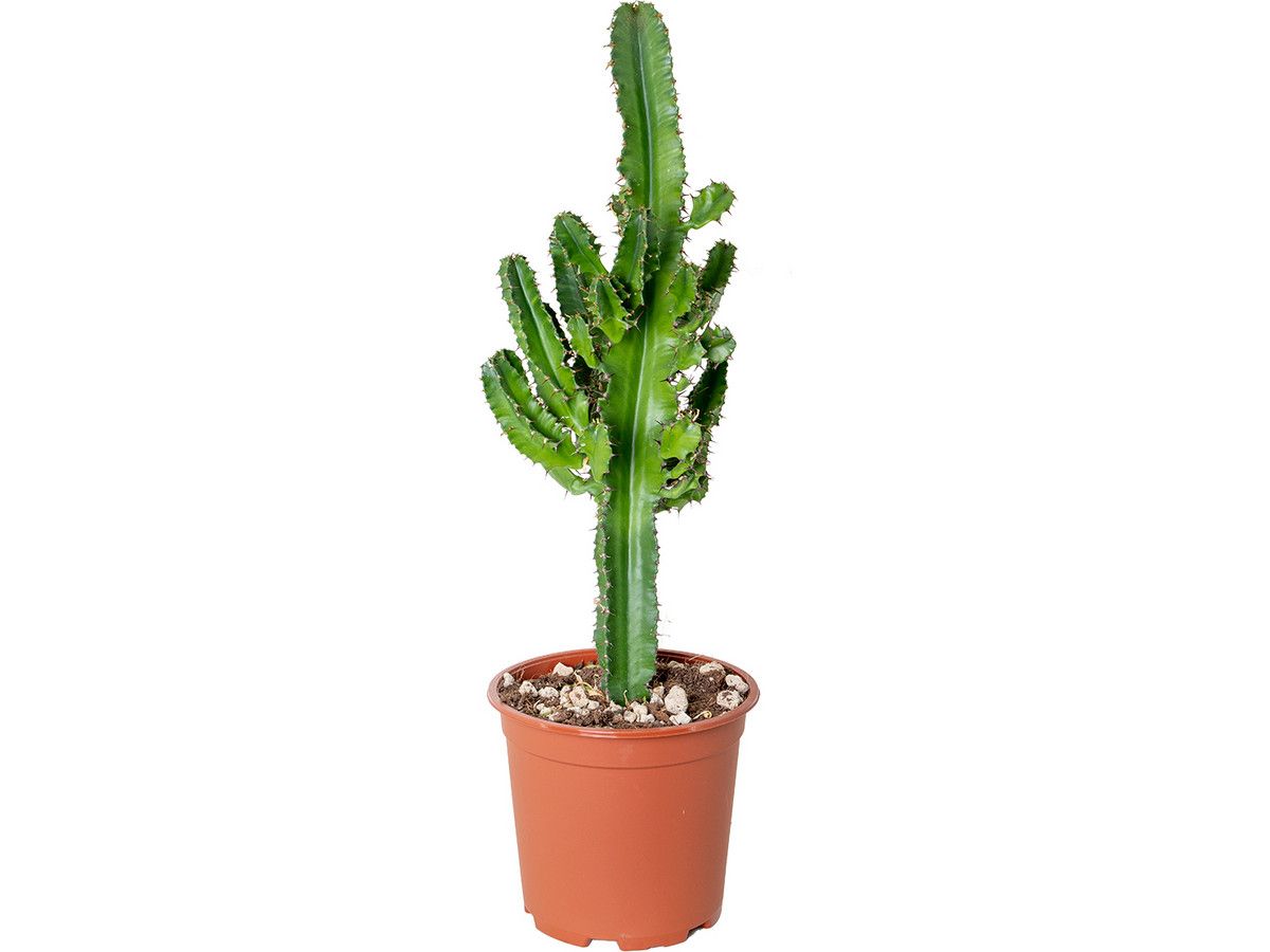 cowboycactus-euphorbia-50-60-cm
