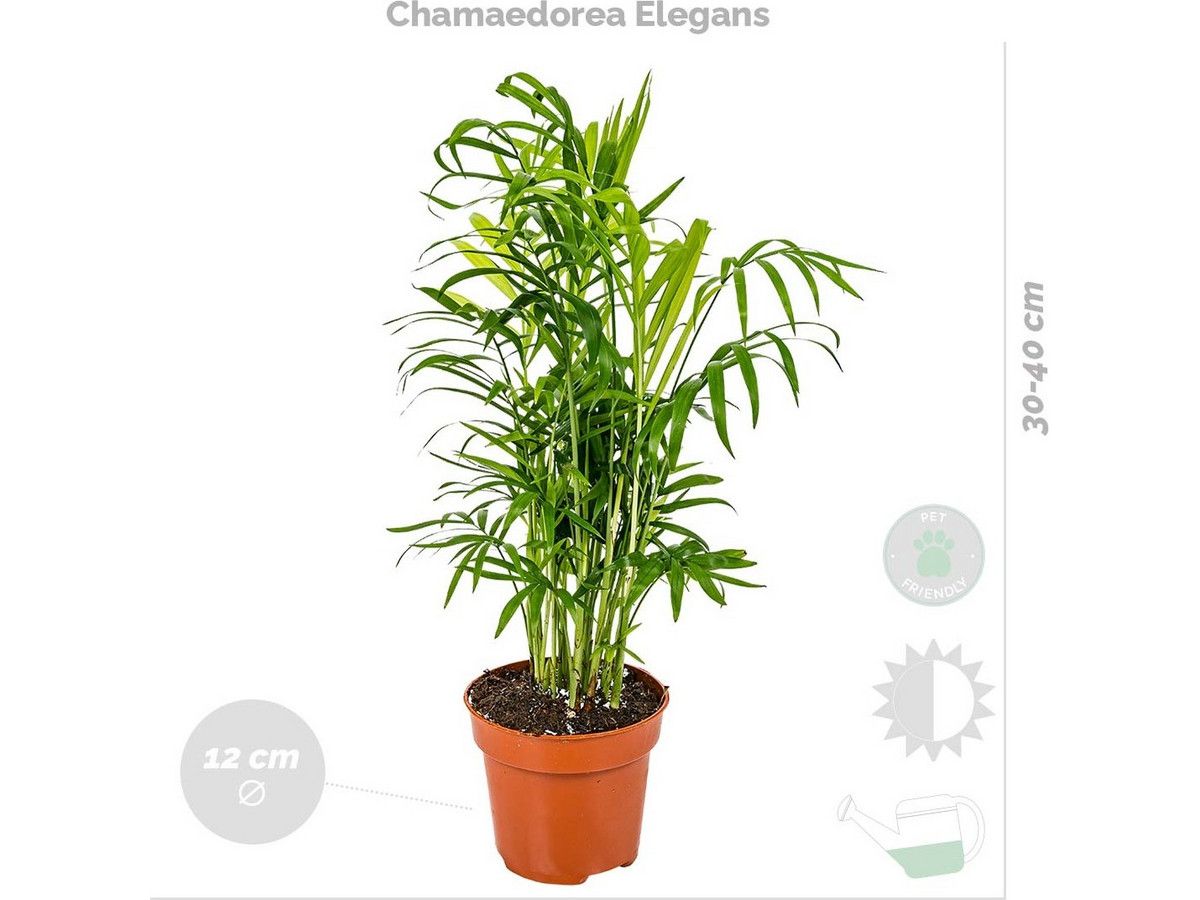 4x-huisdiervriendelijke-kamerplanten-15-45-cm