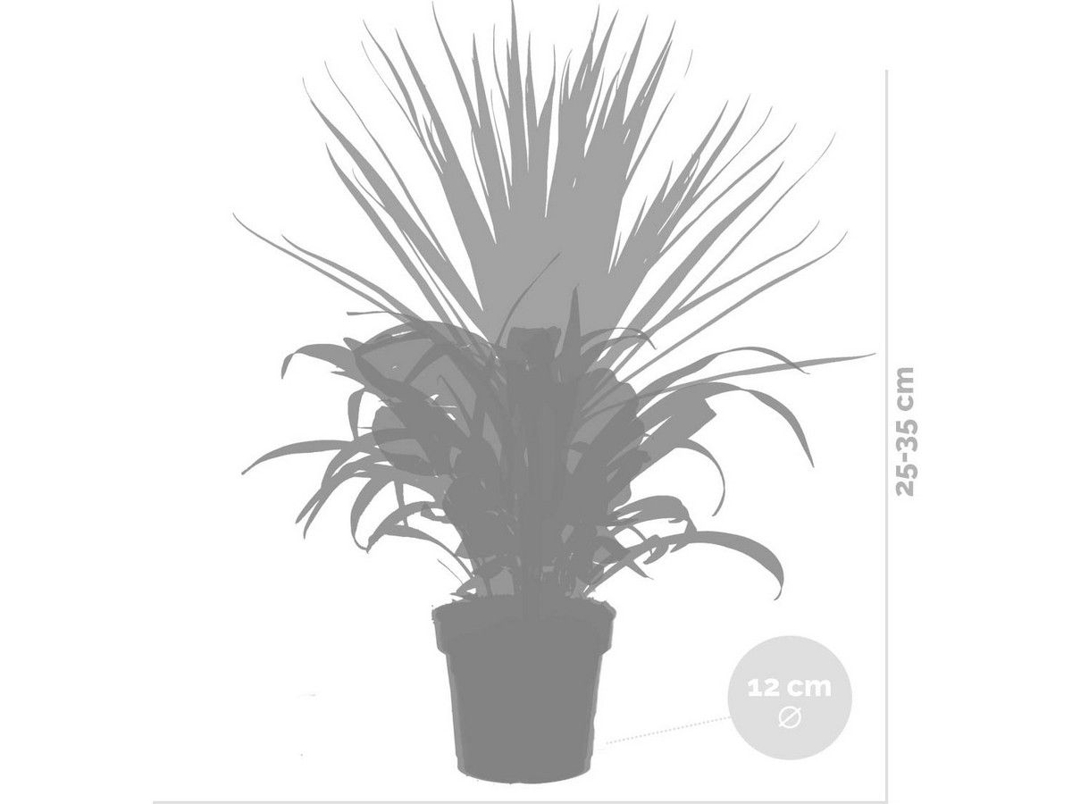 3x-kamerplanten-mix-25-35-cm