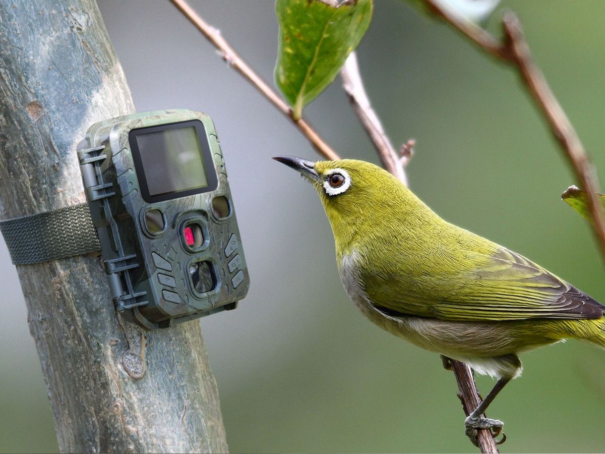 mini-nature-wild-cam-tx-117-uberwachungskamera