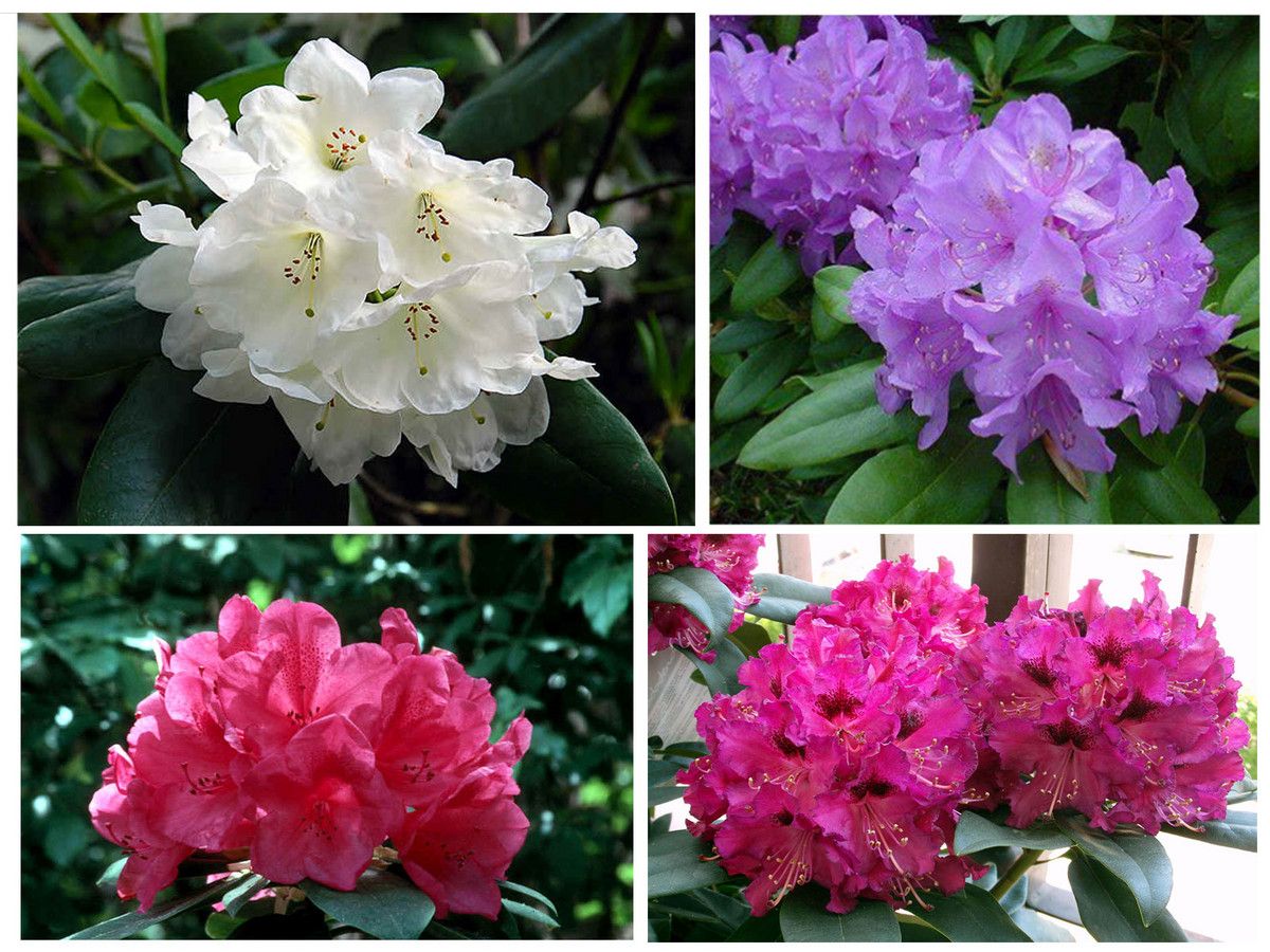 4x-rhododendron