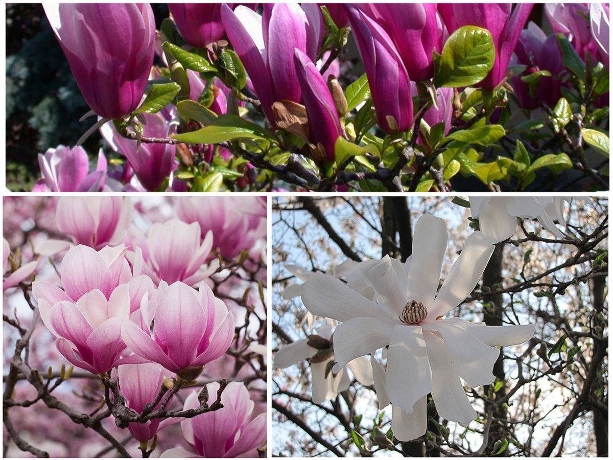 6x-magnolie