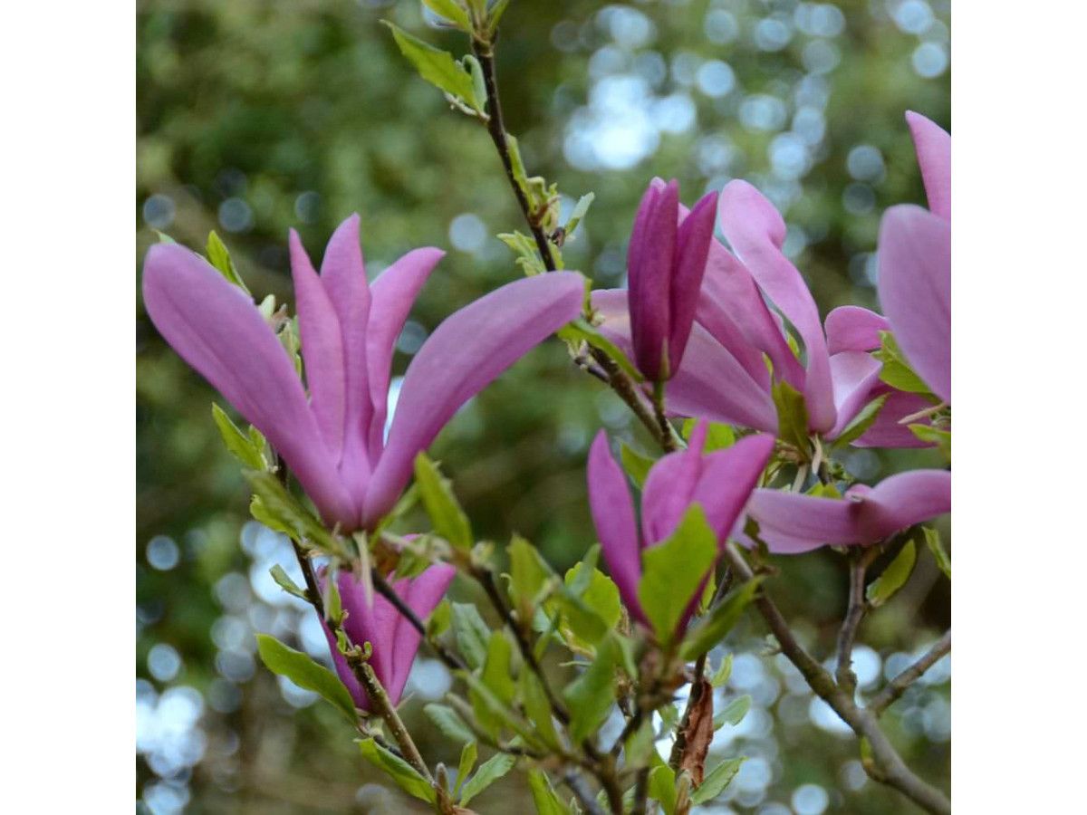 6x-oh2-magnolia