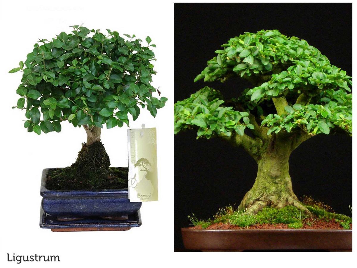 2x-chinesische-bonsai-bonsaidunger