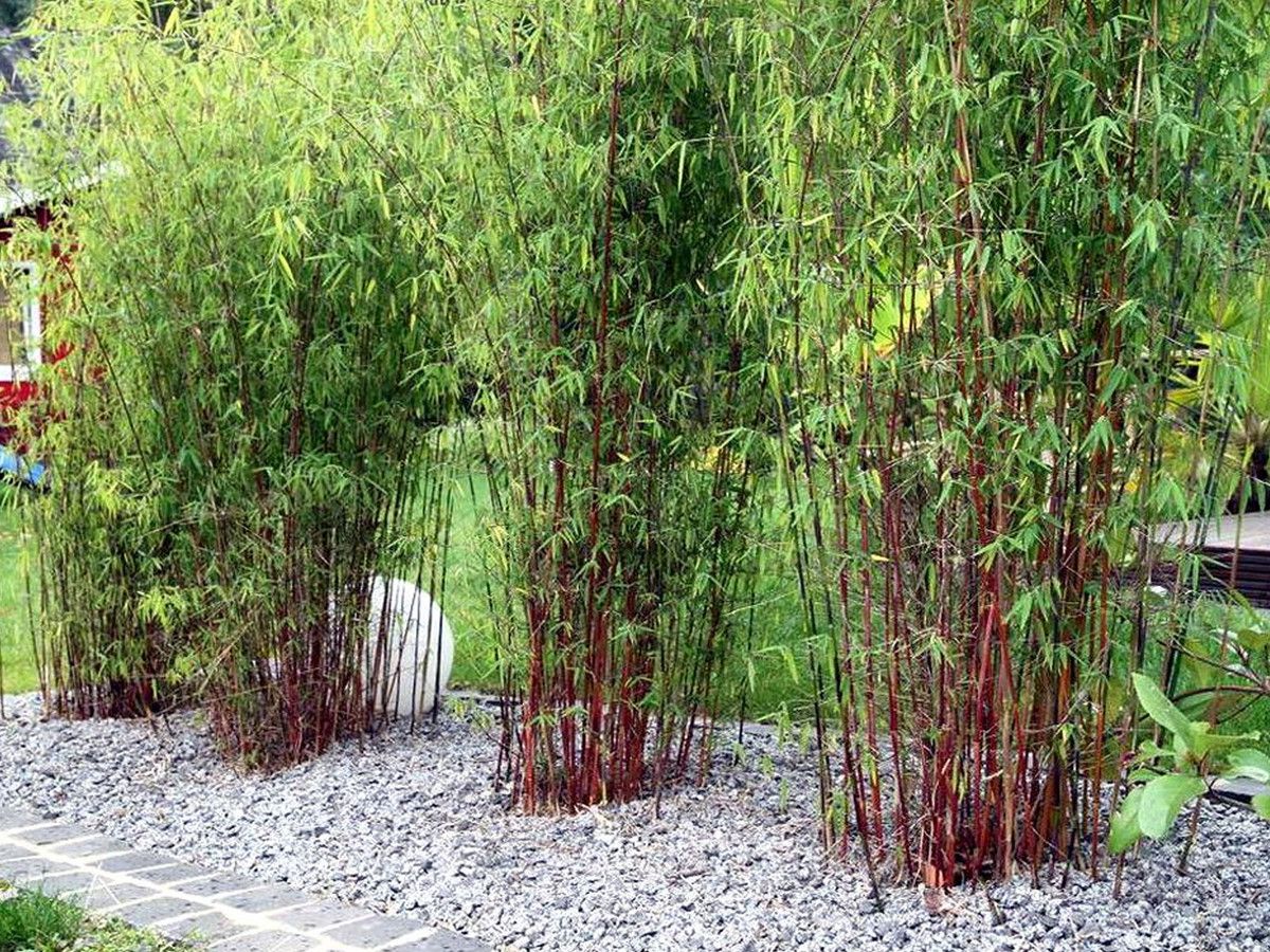 3x-roter-bambus