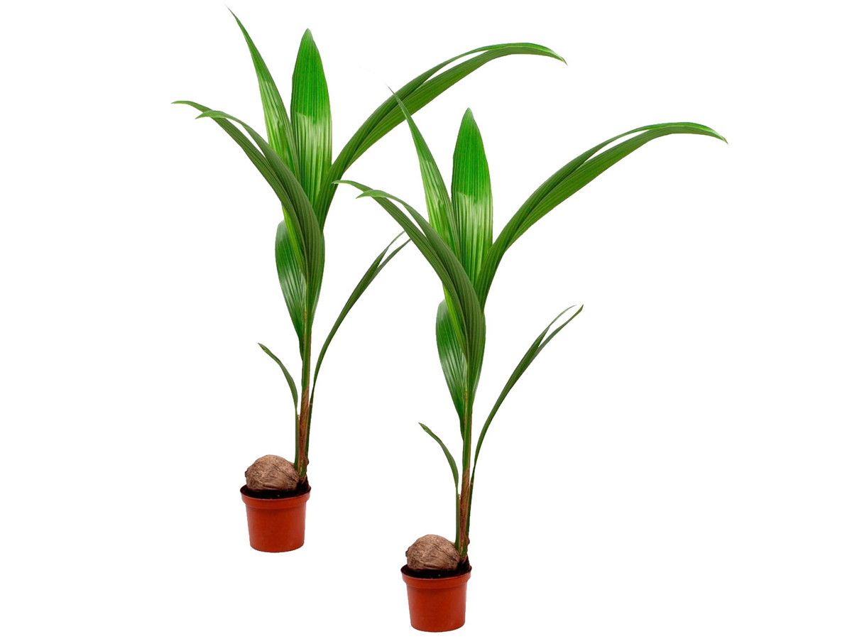 2-tropische-kokosnuss-pflanzen