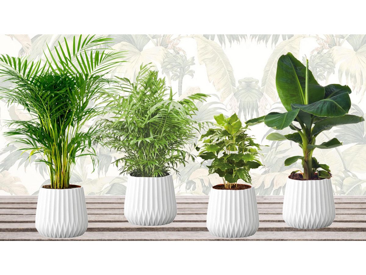 4x-perfect-plant-exot-pflanzen