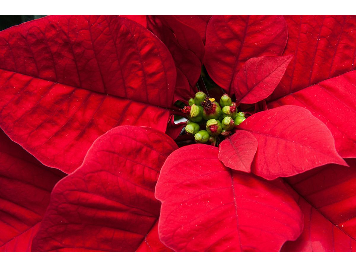 10x-poinsettia-rode-kerstster