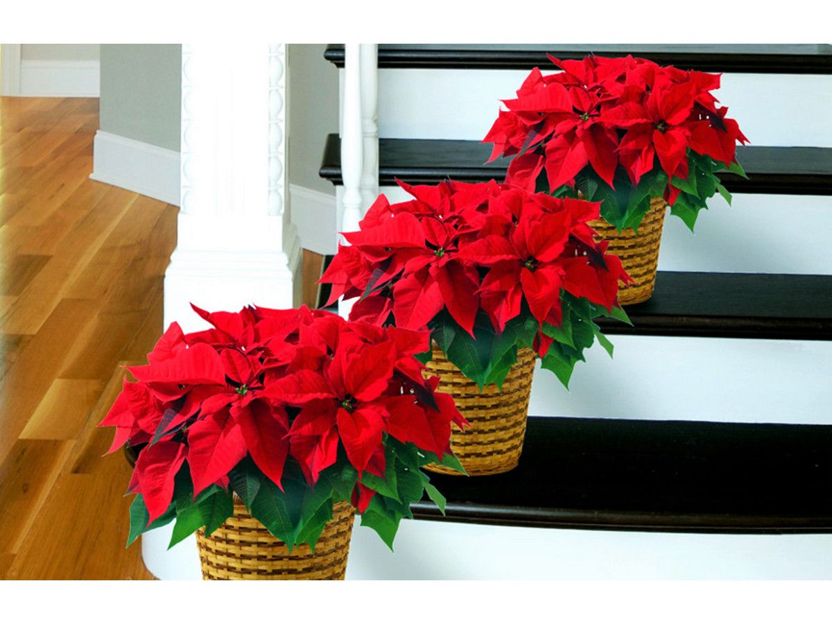 5x-poinsettia-rode-kerstster