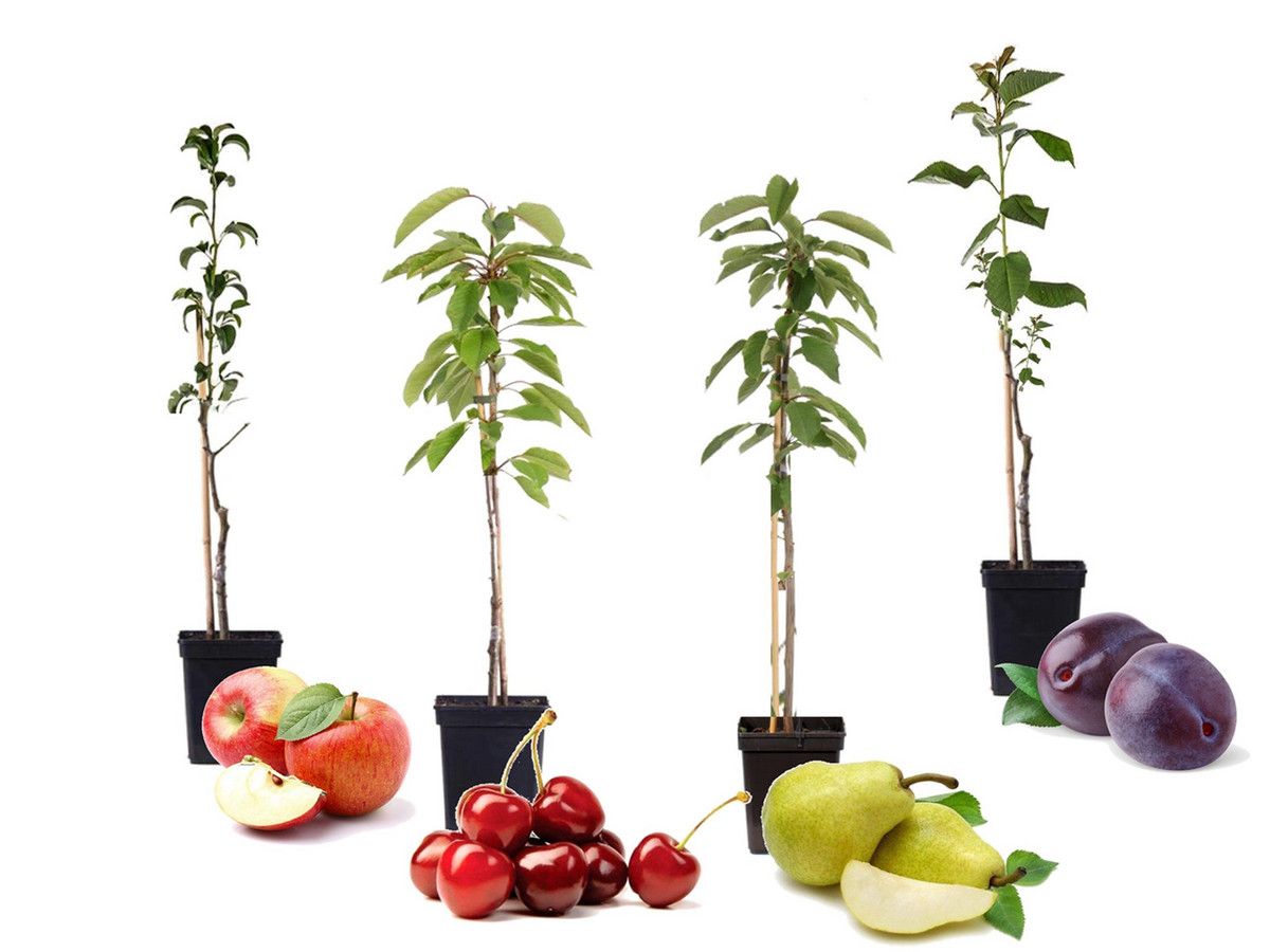 perfect-plant-4-robuste-saulenobstbaumen