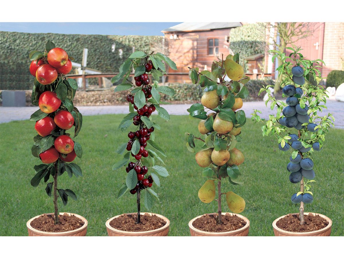 perfect-plant-4-robuste-saulenobstbaumen