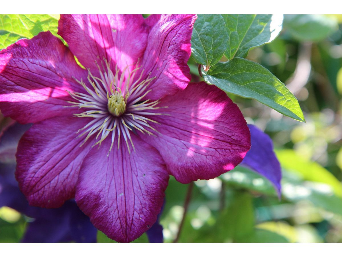 6x-oh2-clematis