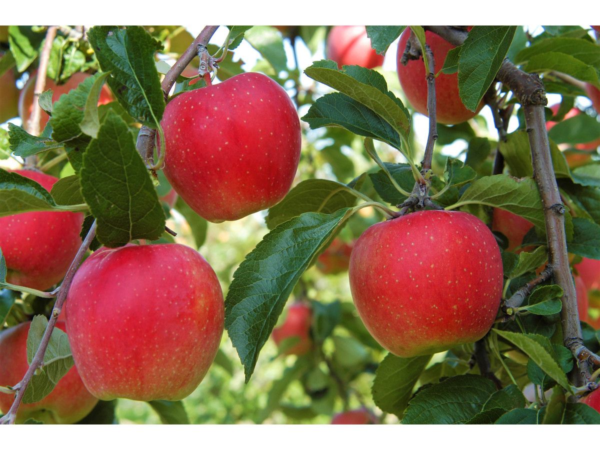 3x-zuilvormige-appelboom